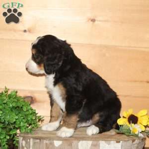 Titmouse – F1, Bernedoodle Puppy